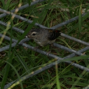 Pardalotus punctatus at Freshwater Creek, VIC - 16 Feb 2021 06:24 PM