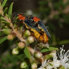 Chauliognathus tricolor (Tricolor soldier beetle) at Freshwater Creek, VIC - 16 Feb 2021 by WendyEM