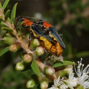 Chauliognathus tricolor at Freshwater Creek, VIC - 16 Feb 2021