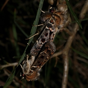 Proteuxoa sanguinipuncta at Freshwater Creek, VIC - 19 Feb 2021 11:33 PM