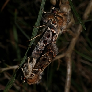 Proteuxoa sanguinipuncta at Freshwater Creek, VIC - 19 Feb 2021