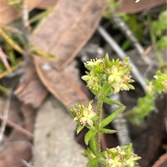 Galium gaudichaudii subsp. gaudichaudii (Rough Bedstraw) at Windellama, NSW - 2 Oct 2024 by JaneR