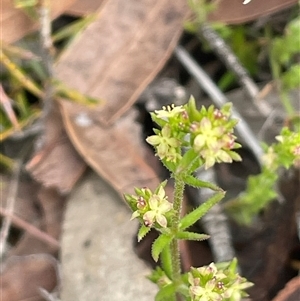 Galium gaudichaudii subsp. gaudichaudii at Windellama, NSW - 2 Oct 2024