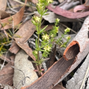 Galium gaudichaudii subsp. gaudichaudii at Windellama, NSW - 2 Oct 2024