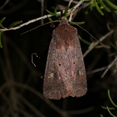 Diarsia intermixta (Chevron Cutworm, Orange Peel Moth.) at Freshwater Creek, VIC - 19 Feb 2021 by WendyEM