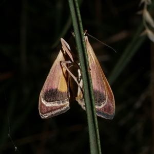 Uresiphita ornithopteralis at Freshwater Creek, VIC - 19 Feb 2021 11:32 PM