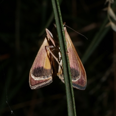 Uresiphita ornithopteralis (Tree Lucerne Moth) at Freshwater Creek, VIC - 19 Feb 2021 by WendyEM