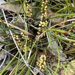 Lomandra filiformis subsp. filiformis (Wattle Matrush) at Windellama, NSW - 2 Oct 2024 by JaneR