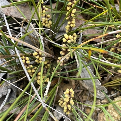 Lomandra filiformis subsp. filiformis (Wattle Matrush) at Windellama, NSW - 2 Oct 2024 by JaneR