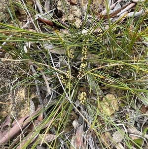 Lomandra filiformis subsp. filiformis at Windellama, NSW - 2 Oct 2024