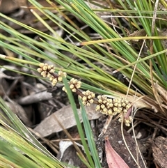 Lomandra filiformis subsp. filiformis at Windellama, NSW - 2 Oct 2024