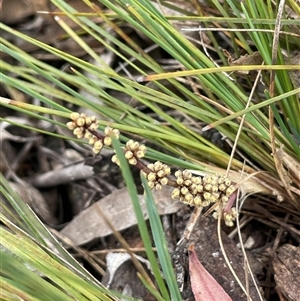 Lomandra filiformis subsp. filiformis at Windellama, NSW - 2 Oct 2024