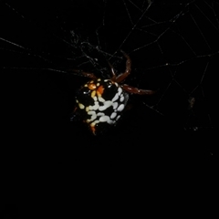 Austracantha minax (Christmas Spider, Jewel Spider) at Freshwater Creek, VIC - 19 Feb 2021 by WendyEM