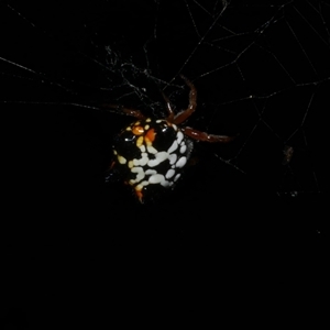 Austracantha minax at Freshwater Creek, VIC - 19 Feb 2021