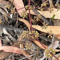 Lomandra multiflora (Many-flowered Matrush) at Windellama, NSW - 2 Oct 2024 by JaneR