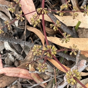 Lomandra multiflora at Windellama, NSW - 2 Oct 2024