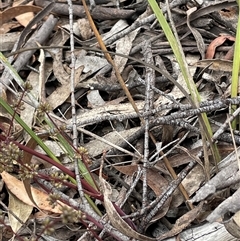 Lomandra multiflora at Windellama, NSW - 2 Oct 2024 12:20 PM