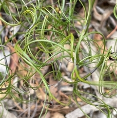 Caustis flexuosa (Curly Wigs) at Windellama, NSW - 2 Oct 2024 by JaneR