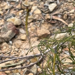 Caustis flexuosa at Windellama, NSW - 2 Oct 2024