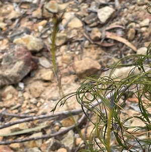 Caustis flexuosa at Windellama, NSW - 2 Oct 2024