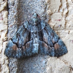 Aeolochroma metarhodata (Tea-tree Emerald (Geometrinae)) at Wanniassa, ACT - 2 Oct 2024 by JohnBundock