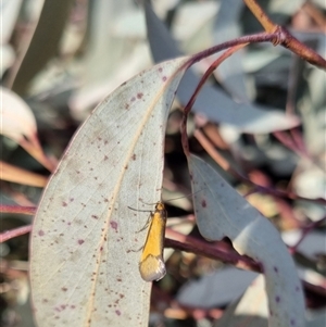 Philobota undescribed species near arabella at Bungendore, NSW - suppressed