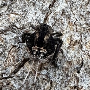 Fulgoroidea sp. (superfamily) at Hackett, ACT - 27 Sep 2024