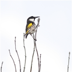 Phylidonyris niger (White-cheeked Honeyeater) at Fingal Bay, NSW by MichaelWenke