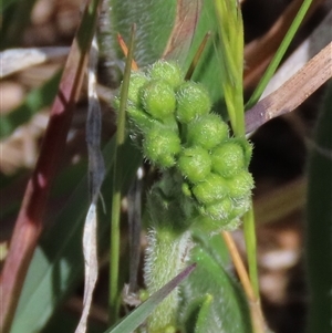 Hackelia suaveolens at Harrison, ACT - 2 Oct 2024