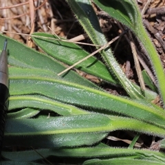 Hackelia suaveolens at Harrison, ACT - 2 Oct 2024