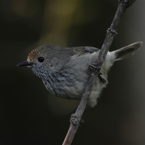 Acanthiza pusilla (Brown Thornbill) at Fingal Bay, NSW by MichaelWenke