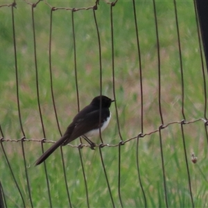 Rhipidura leucophrys at Harrison, ACT - 2 Oct 2024