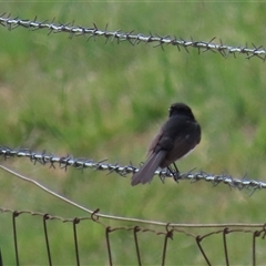 Rhipidura leucophrys at Harrison, ACT - 2 Oct 2024