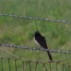 Rhipidura leucophrys at Harrison, ACT - 2 Oct 2024 12:17 PM