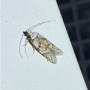 Oxythecta (genus) at Denman Prospect, ACT - 2 Oct 2024