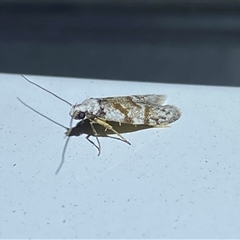 Oxythecta (genus) at Denman Prospect, ACT - 2 Oct 2024