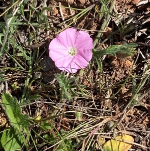 Convolvulus angustissimus subsp. angustissimus at Whitlam, ACT - 2 Oct 2024