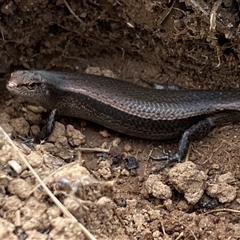Lampropholis delicata (Delicate Skink) at Whitlam, ACT - 2 Oct 2024 by SteveBorkowskis