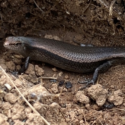 Lampropholis delicata (Delicate Skink) at Whitlam, ACT - 1 Oct 2024 by SteveBorkowskis