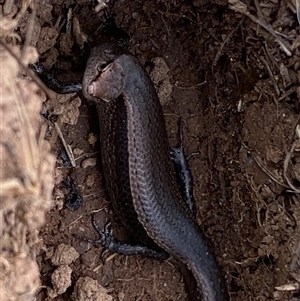 Lampropholis delicata at Whitlam, ACT - 2 Oct 2024