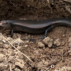 Lampropholis delicata at Whitlam, ACT - 2 Oct 2024