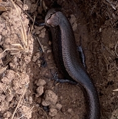 Lampropholis delicata at Whitlam, ACT - 2 Oct 2024