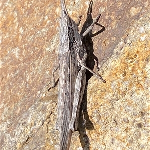 Coryphistes ruricola at Denman Prospect, ACT - 2 Oct 2024 02:13 PM