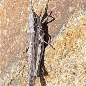 Coryphistes ruricola at Denman Prospect, ACT - 2 Oct 2024