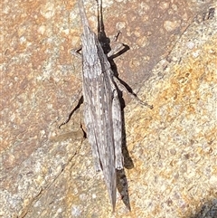 Coryphistes ruricola at Denman Prospect, ACT - 2 Oct 2024