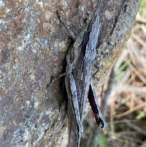 Coryphistes ruricola at Denman Prospect, ACT - 2 Oct 2024