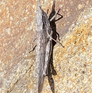 Coryphistes ruricola at Denman Prospect, ACT - 2 Oct 2024