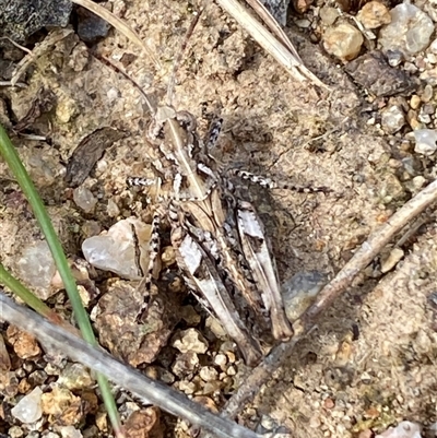 Austroicetes sp. (genus) (A grasshopper) at Denman Prospect, ACT - 2 Oct 2024 by SteveBorkowskis