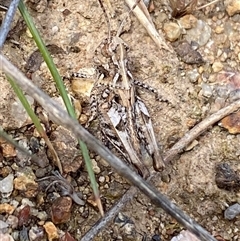 Austroicetes sp. (genus) at Denman Prospect, ACT - 2 Oct 2024