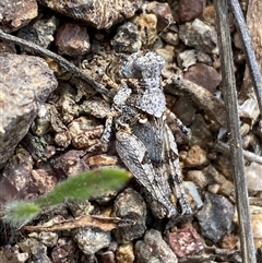 Pycnostictus seriatus (Common Bandwing) at Denman Prospect, ACT - 2 Oct 2024 by SteveBorkowskis